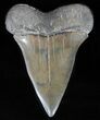 Large, Fossil Mako Shark Tooth - Georgia #61684-1